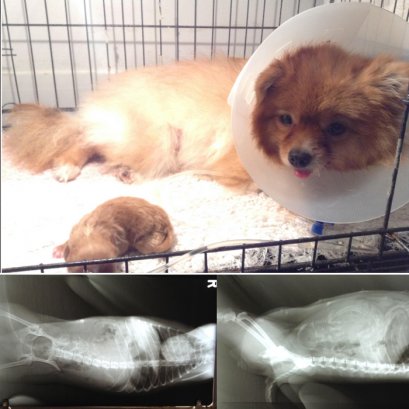 ภาวะคลอดยาก ชื่อปังปอนด์ พันธุ์ปอมเมอร์ริเนียน เพศเมีย อายุ 3 ปี